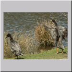 Anas platyrhynchos - Laufente 04.jpg